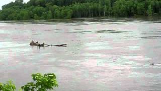 preview picture of video 'Missouri River Flooding - Logs float by'