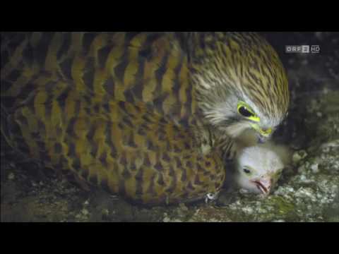 Universum - Mein Garten (Jan Haft)