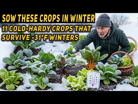 11 Cold-Hardy Crops That Thrive Even in Freezing Winters (Survive Down to -31°F!)