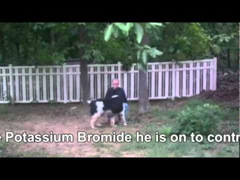 Tippo The Epileptic Newfoundland