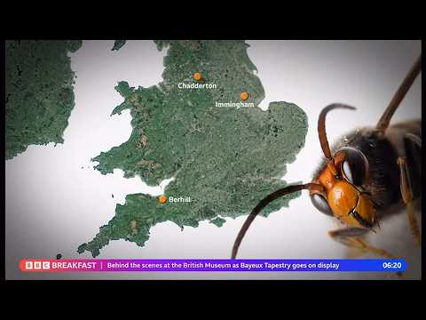 Asian hornets spreading across the UK still - 10/Sep/2026