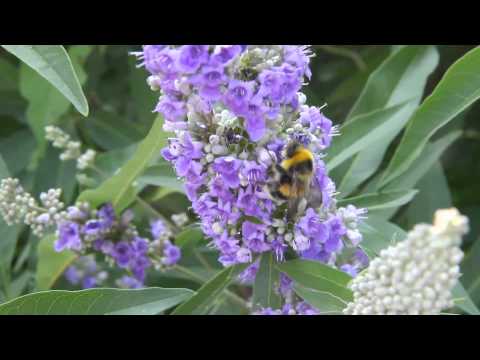 Der Mönchspfeffer im VOL.AT-Gartentipp