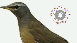 Download lagu SUARA PIKAT BURUNG ANIS / KUOA UNTUK MEMANCING ROMBONGANNYA AGAR TURUN PALING AMPUH mp3