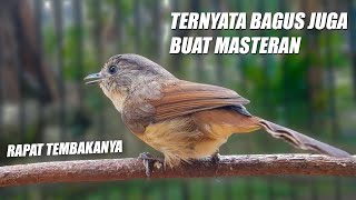 Download lagu MASTERAN TEMBAKAN KASAR ROLL PANJANG!! BURUNG FLAMBOYAN NEMBAK NYERECET NGEBREN SPEED RAPAT JERNIH mp3 Download lagu MASTERAN TEMBAKAN KASAR ROLL PANJANG!! BURUNG FLAMBOYAN NEMBAK NYERECET NGEBREN SPEED RAPAT JERNIH mp3