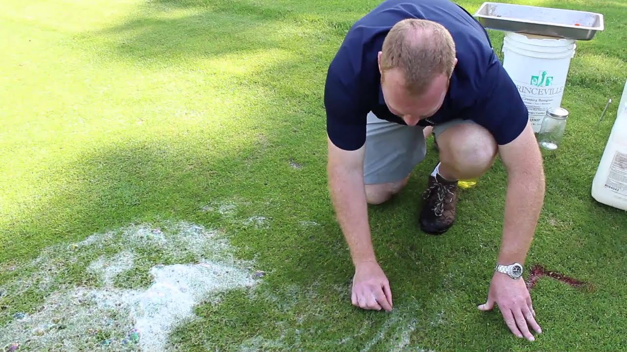 ABW Adults: Monitoring and Scouting using a Soap Flush
