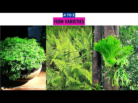 , title : 'Fern Varieties A to Z'