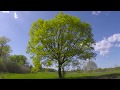 Tree In 4 Seasons Spring Summer Autumn Winter