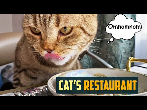 Cats restaurant! Cat chooses food