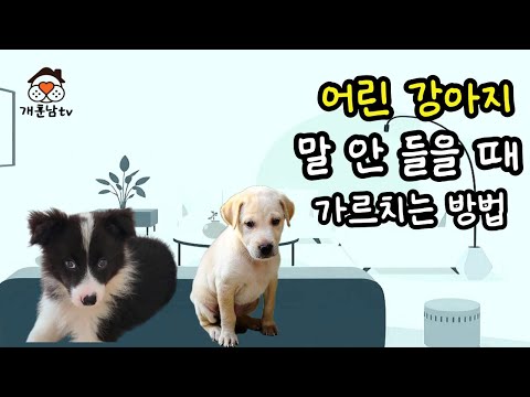 어린 강아지가 말 안 듣고 혼내면 더 까불어 대는 이유와 교육 방법