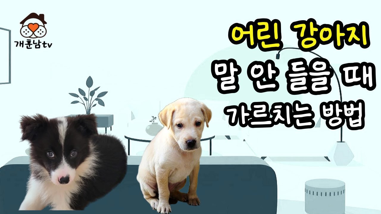 어린 강아지가 말 안 듣고 혼내면 더 까불어 대는 이유와 교육 방법