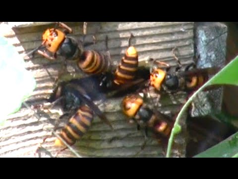 , title : 'Giant hornets attacked beehive   Oh my god!'
