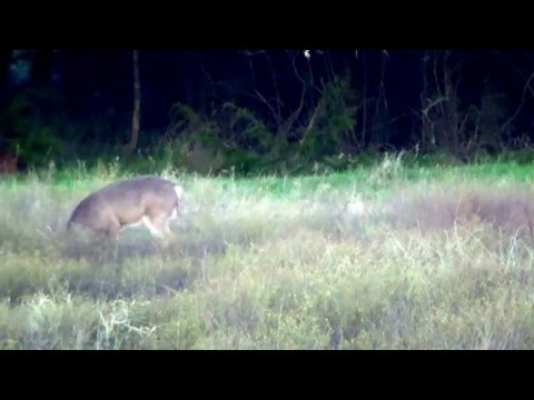 10 pt Buck Hunt 2015 at Sisco D Ranch 10 pt Buck Hunt 2015 at Sisco D Ranch