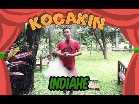 kocakin-indiahe