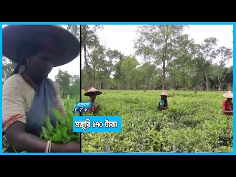 কাজে যোগ দিয়েছে চা শ্রমিকরা