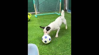 Video preview image #1 Jack Russell Terrier Puppy For Sale in Arcadia, FL, USA