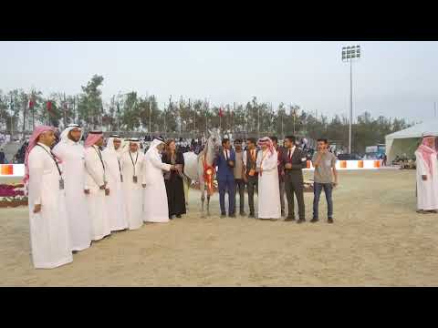 N.30 SAHLA AL KHALED - SILVER  - Junior Fillies