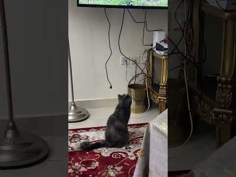 Luka loves doves 🤣