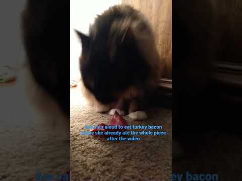 can cats eat turkey bacon