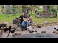The Most Loyal Friends In The World Who Will Always Make You Happy Are Istanbul Stray Cats