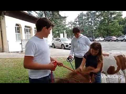 fiera con cavallini per poni e vitellini