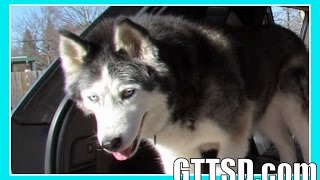 HUSKIES GIANT DOG BED Canine Covers Review Cargo Cover for Jeep Grand Cherokee