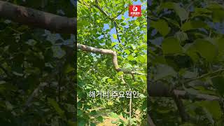 사과 해거리 방지