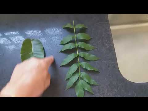 FOLHAS: Folhas simples e folhas compostas.