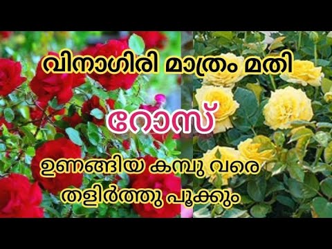 💯മുറ്റം നിറയെ റോസപ്പൂവിന് ഈ 7 കാര്യം മാത്രം | 7 Tips For Flowering Of Rose Plant | Rose Malayalam
