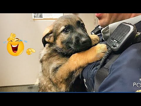 You Will Die From the Cuteness of These Dogs 😍 Funniest Cat & Dog and Animal of 2025 Ever!