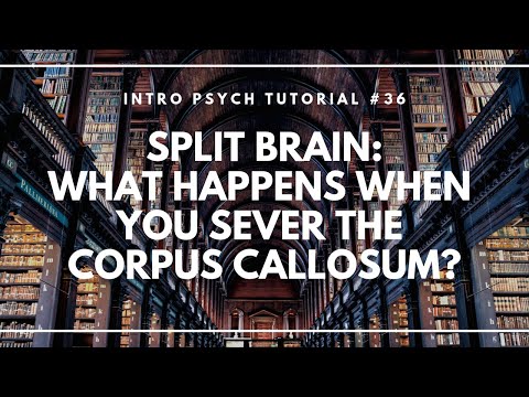 Neuron Structure Parts of a Neuron Intro Psych Tutorial 23