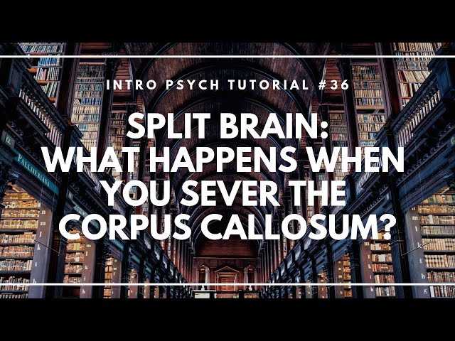 Video Pronunciation of corpus callosum in English