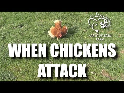 When Chickens Attack! Chicken attacking a mole - Harts of Eden Farm