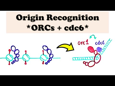 DNA Replication (Eukaryote) INITIATION - Origin Recognition by ORCs and cdc6