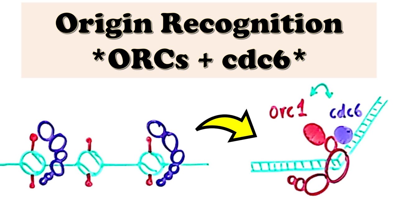 DNA Replication (Eukaryote) INITIATION - Origin Recognition by ORCs and cdc6