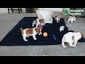 Jack Russell Terrier dogs for sale: Wanda - Video 1