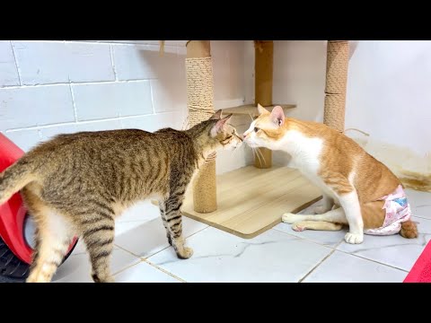Sweet Nose Boop| Adorable Cat Kiss Moment. Tony Asks Magic How To Climb Up On The Cat Condo.