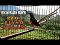 MURAI BATU Ekor Panjang Gacor BIKIN Lawan RAJIN BUNYI Tiap Hari Em0s1 NAIK Keluar F1GHT3RNYA
