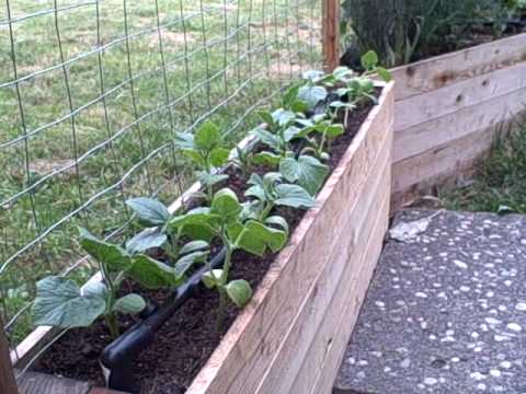 download lagu mp3 mp4 Box Of Cucumbers, download lagu Box Of Cucumbers gratis, unduh video klip Box Of Cucumbers