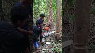 Tree Cutting Fail: Saw Gets Stuck in a Tiny Tree! 🌳🪚😅