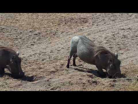 Djuma: Warthog pair - 07/31/19
