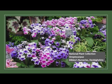 Plant Heritage National Plant Collections   Virtual Flower Show 2020
