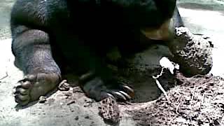 BLACK  BEAR  SNACK   (TERMITES)