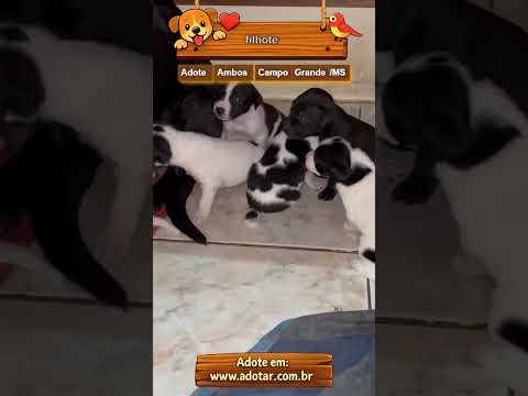Vídeo de filhote
