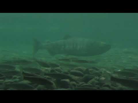 イヨボヤ会館（村上の鮭の博物館） Salmon Museum (Iyoboya Kaikan), Murakami City, Japan