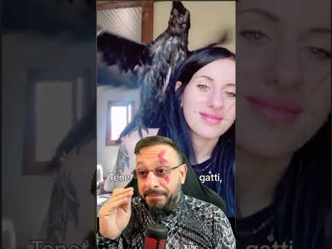 Corvo como animal de estimação