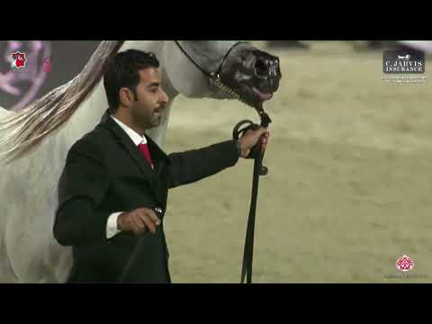 N 271 MUSHTABAH AL ZOBAIR   Abu Dhabi International AHC 2023   Stallions 4 Years Old and Older Class