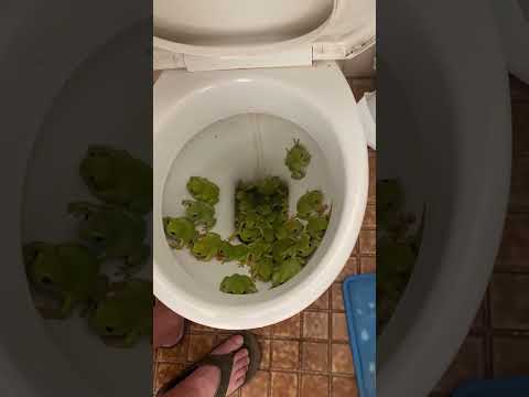 Australian Toilets are Disgusting