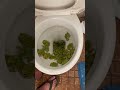 Australian Toilets Are Disgusting