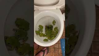 Australian Toilets are Disgusting