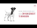 Royal Canin SHN Mini